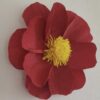 Mohnblume