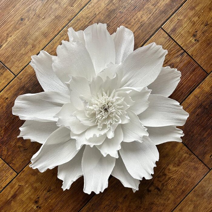 Anemone
