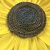 Sonnenblume, XXL Blume, Krepppapierblume Sunflower – Bild 2